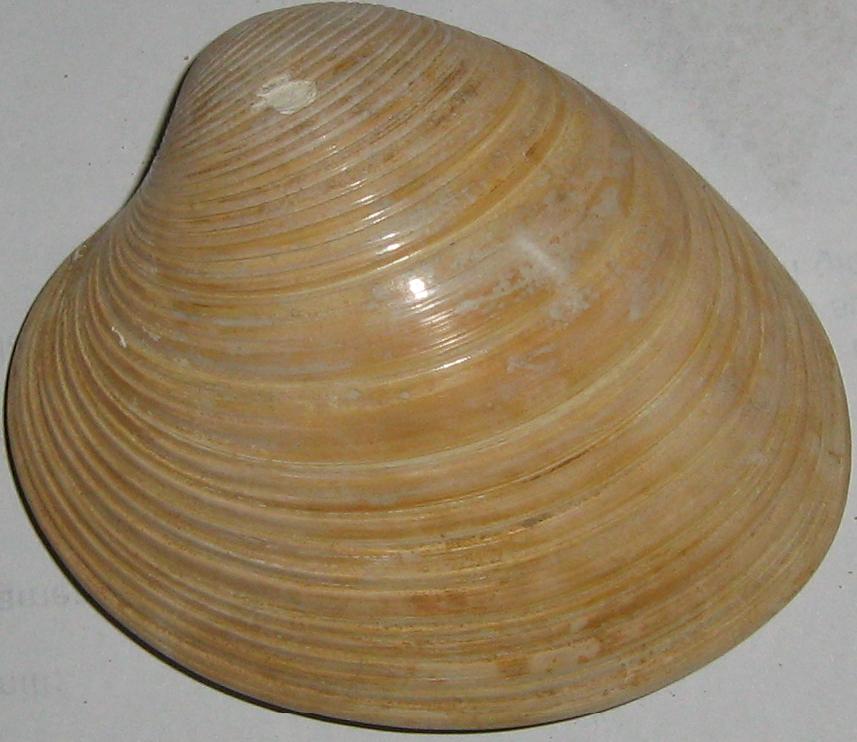 Callista italica (Defrance, 1818) Pliocene - Toscana